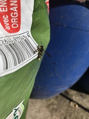 Ancistrocerus parietinus