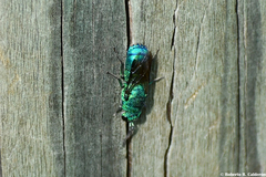 Chrysis smaragdula