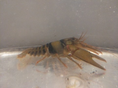 Faxonius luteus