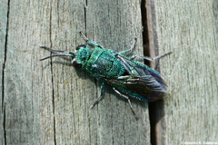 Chrysis smaragdula