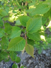 Betula ermanii