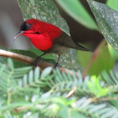 Aethopyga siparaja