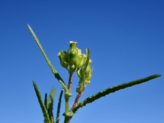 Senecio glossanthus