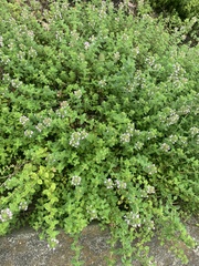 Thymus vulgaris