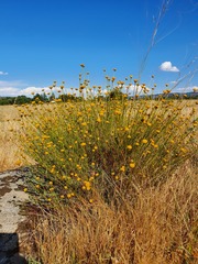 Santolina rosmarinifolia