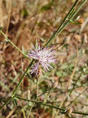 Centaurea aristata