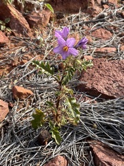 Solanum petrophilum