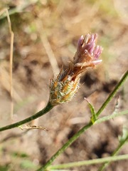 Centaurea aristata