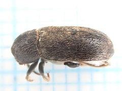 Dermestes mustelinus