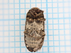 Dermestes mustelinus