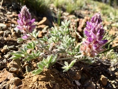 Lupinus breweri