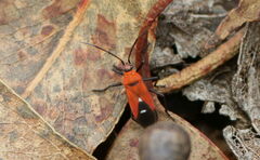 Oncopeltus nigriceps