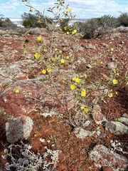 Sida calyxhymenia
