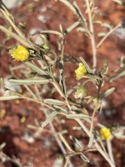 Sida calyxhymenia