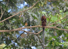 Plecturocebus discolor