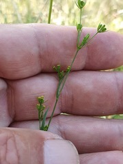 Bupleurum gerardi