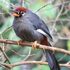 Pterorhinus mitratus