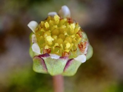 Brachyscome lineariloba