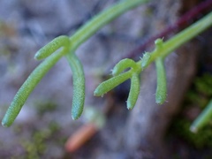 Brachyscome lineariloba