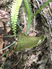 Mickelopteris cordata