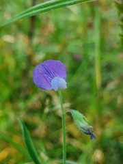 Lathyrus angulatus