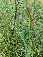 Lathyrus angulatus