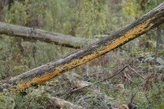 Gloeoporellus merulinus