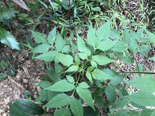 Bidens biternata iNat (1)
