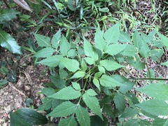 Bidens biternata