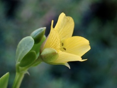 Roepera glauca