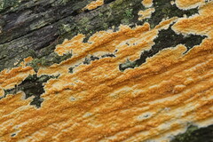 Gloeoporellus merulinus