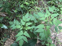 Bidens biternata