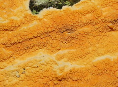 Gloeoporellus merulinus