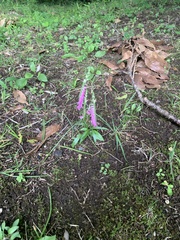 Spiranthes australis
