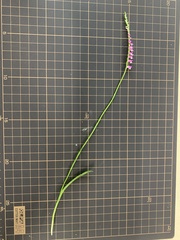 Spiranthes australis