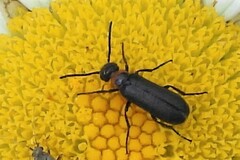 Nemognatha nemorensis