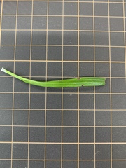 Spiranthes australis