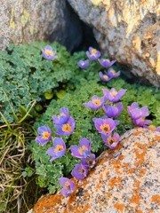 Paraquilegia microphylla