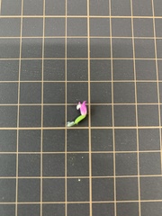 Spiranthes australis