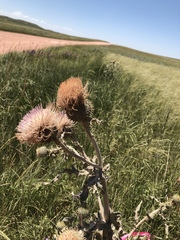Cirsium canescens