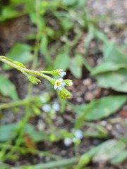 Myosotis sicula