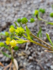 Ranunculus longipes