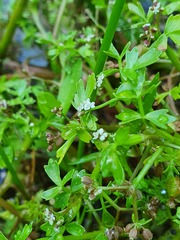 Helosciadium inundatum