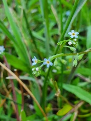 Myosotis sicula