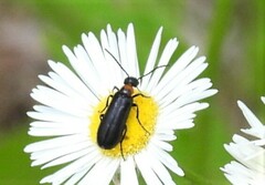 Nemognatha nemorensis