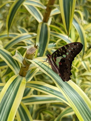 Graphium macfarlanei