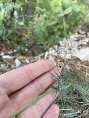 Tanacetum achilleifolium
