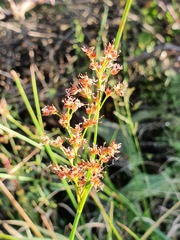 Juncus acutiflorus