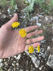 Tanacetum achilleifolium