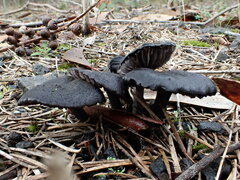Entoloma persimile